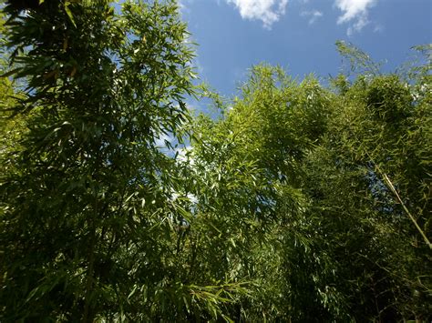 Bamboo Thatched Green Foliage Free Stock Photo Public Domain Pictures