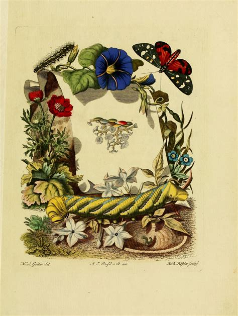 25 Free Butterflies And Moths Vintage Printable Images Remodelaholic