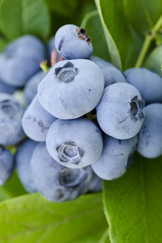 Buy The Best Rabbiteye Blueberry Bushes For Sale Online With Free