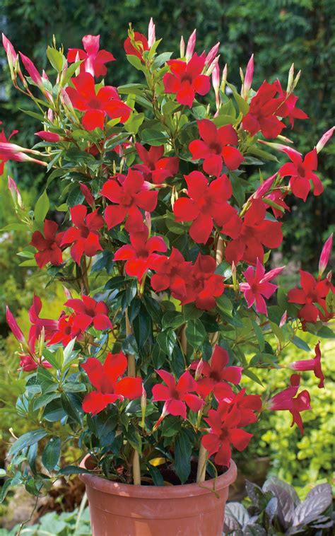 Superb annual summer color for cold winter regions. crimson mandevilla | Container flowers, Plants, Beautiful ...