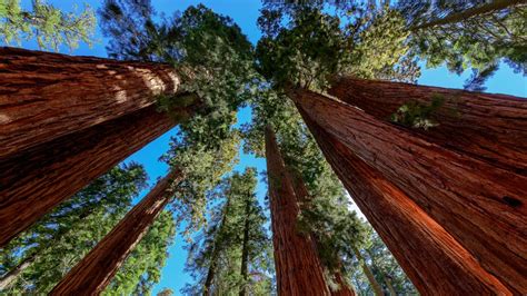 Sequoia Parks Will ‘increase Recreational Access Nbc Los Angeles
