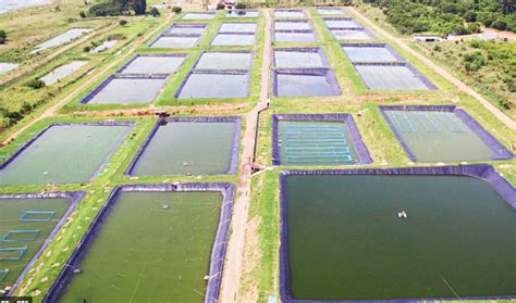 How To Start A Tilapia Fish Farm Farm Tilapia Guides