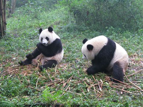 Inside A Panda Sanctuary
