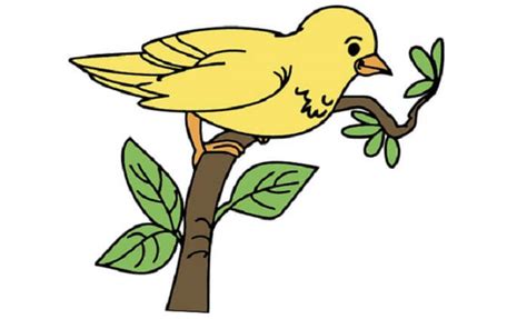 28 sketsa gambar burung cendrawasih yang mudah ‣ kumpulan gambar