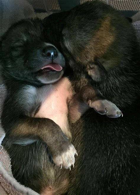 5 Endangered Gray Wolf Pups Born At Brookfield Zoo 2 Sent