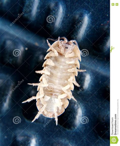 Wood Louse Insect Stock Photo Image Of Insect Louse 82144258