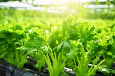 Premium Ai Image Generative Ai Closeup Of Celery Plantation In The Vegetable Garden