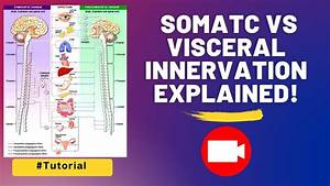 Somatic Vs Visceral Innervation Explained Youtube
