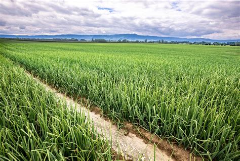Latest farming news, opinion and analysis from around new zealand, including beef, dairy, agribusiness and rural life. Growers - Onions New Zealand