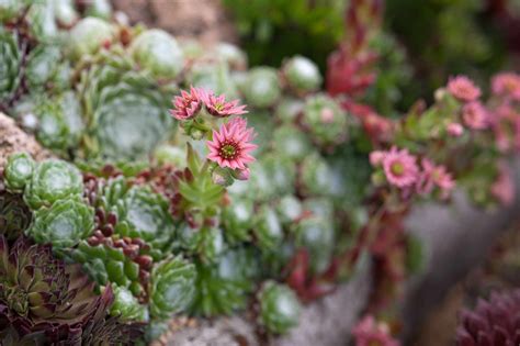 Succulents Grow Guide