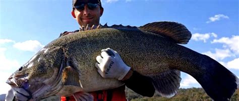 Lower Murray River Mega Cod Challenge Ozfish Unlimited