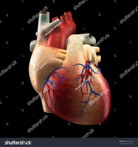 Real Heart Isolated On Black Human Anatomy Model Stock Photo