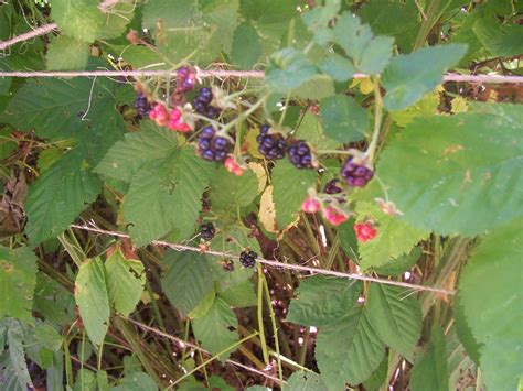 Buy blackberry plants and get the best deals at the lowest prices on ebay! Fruit Gardening - GoodStuffAtHome