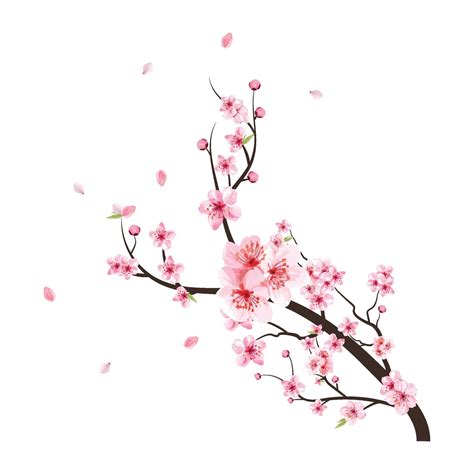 Watercolor Cherry Blossom Vector Pink Sakura Flower Background Cherry