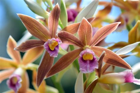 24 Different Types Of Orchids Plus Amazing Facts Types Of Orchids Types Of Plants Expensive