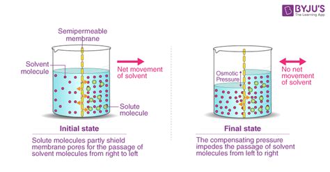 What Is Osmosis Definition Types Osmotic Pressure