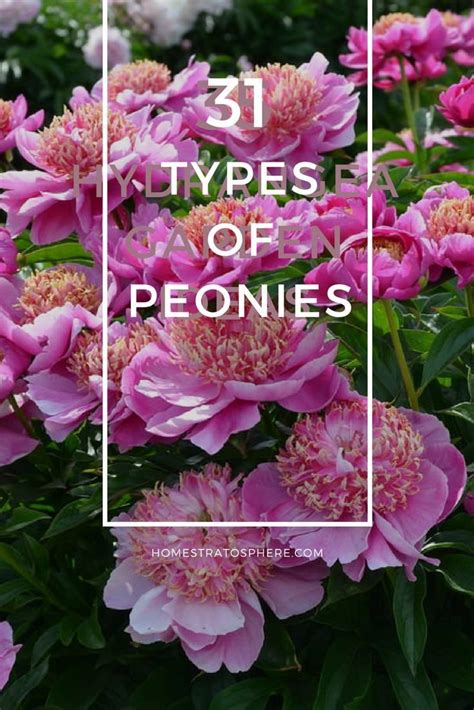 Incredible List Of The Many Different Types Of Peonies Flowers