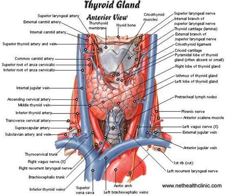 Pin On Thyroid Gland