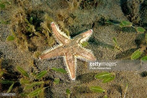 Image Result For Short Spined Sea Star Sea Star Sea Stars