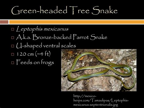 Recklessly Green Headed Tree Snake Mexico