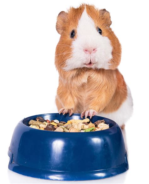 The high calcium content can cause bladder stones in older guinea pigs. Choosing The Best Guinea Pig Food For Your Perfect Pets