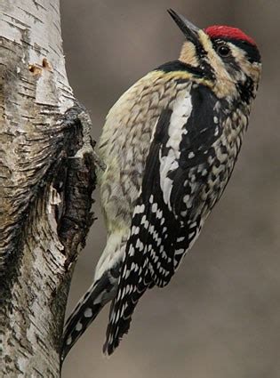 yellow bellied sapsucker wetaskiwin county ab official website