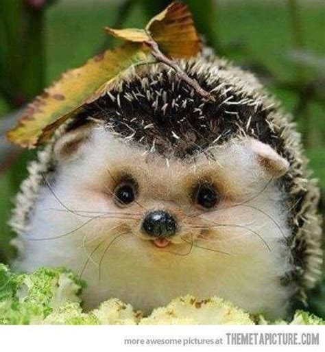 Happy Baby Hedgehog Ahhhhhhhhhh So Cute Im Gonna Die