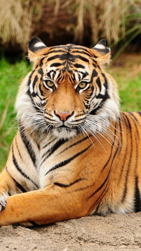 Top 120 Bengal Tiger Wallpaper Hd Snkrsvalue Com