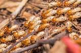 Pictures of Termite Inspection Mandurah