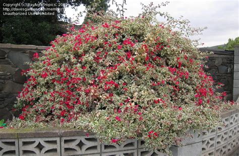 We offer more than 90 different colors or varieties. PlantFiles Pictures: Bougainvillea 'Raspberry Ice ...