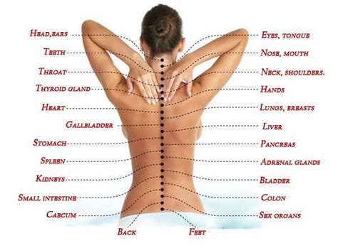 The line of bones down the centre of the back that provides support for the body. Pin on Nursing student