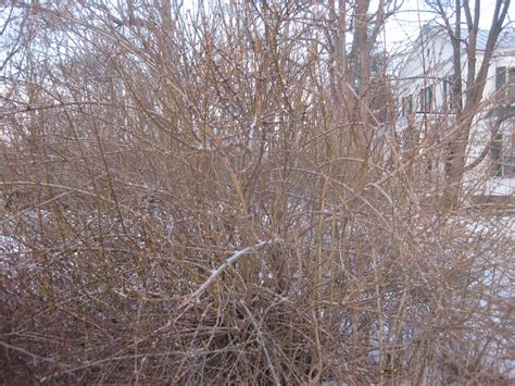 Everything You Need To Know About Pruning Forsythia Mystargarden