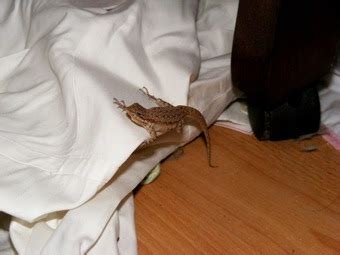 How to remove lizards from home naturally? Going Greene: House Lizard