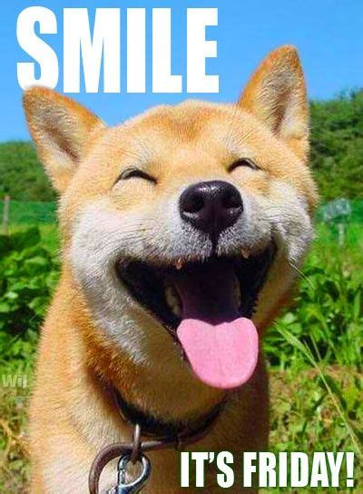 To celebrate with you, here's our happy friday meme collection. Smile! It's Friday - Dog Humor