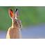 Brown Hare  Wildlife Online