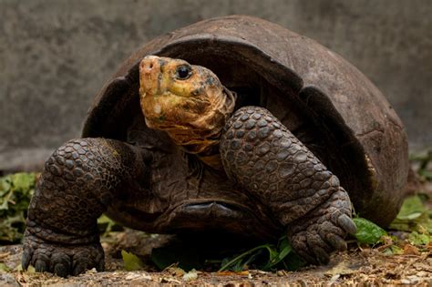 Otvoreno more - Na Galapagosu pronađena fantastična velika kornjača za ...
