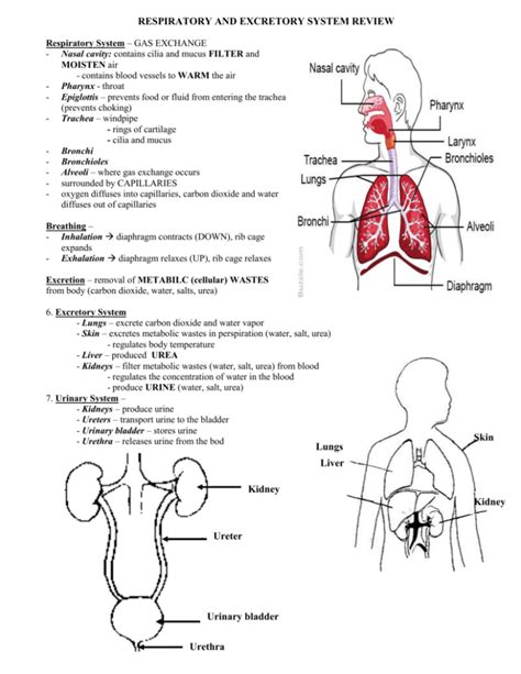 Respiratory And Excretory System Review