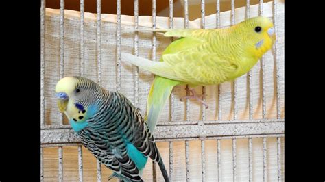 15 Hours Budgies Parakeets Singing And Chirping Reduce Stress Blood