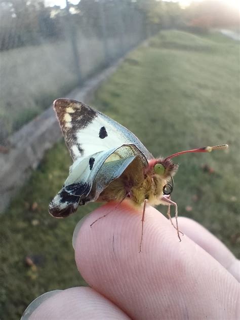I Found A Butterfly With Deformed Wings On My Walk Today R Mildlyinteresting
