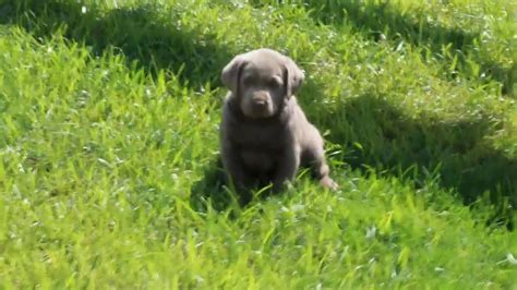 Sliver labrador available for new homes. Silver Labrador Retriever Puppies For Sale - YouTube