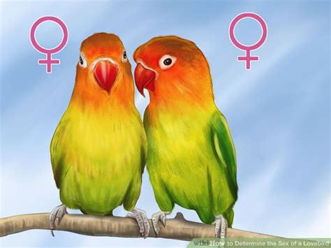 You can tell the difference from a male peacock and a female peacock because a male has big blue and green feathers and a female has just plain old brown feathers. Pet & Animal: How to Determine the Sex of a Lovebird