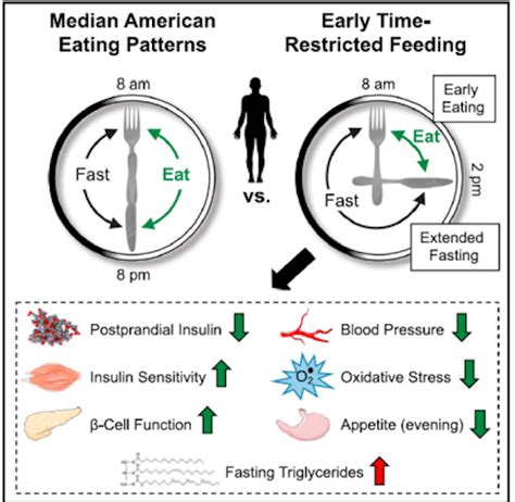 Sync Your Circadian Rhythms And Time Restricted Feeding To Optimize