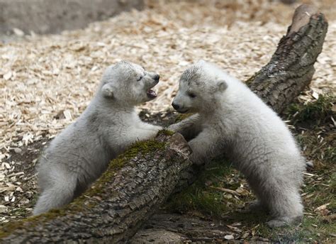 Twin Polar Bear Cubs Make First Public Appearance At German Zoo