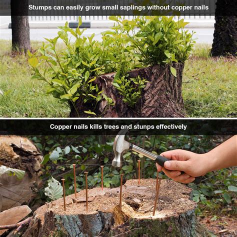 How Long Does It Take To Kill A Tree Stump With Copper Nails - Copper Tree Stump Killer