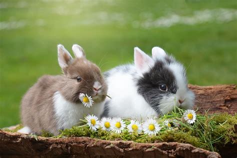 Hd Wallpaper Cute Easter Baby Bunny Chick Rabbit Chicks