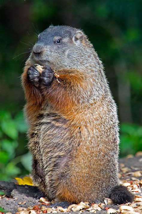 Maybe you would like to learn more about one of these? What Do Groundhogs Eat? Not What You Thought - Animal Sake