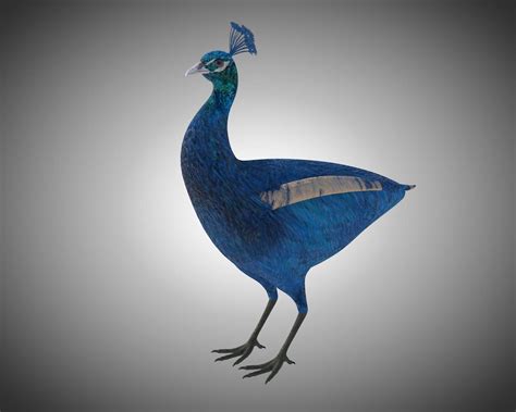 Peacock 3d Model By 3dstudio