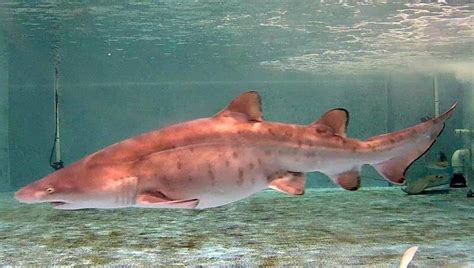 Meet Rip The Worlds First Sand Tiger Shark Pup Born By Artificial