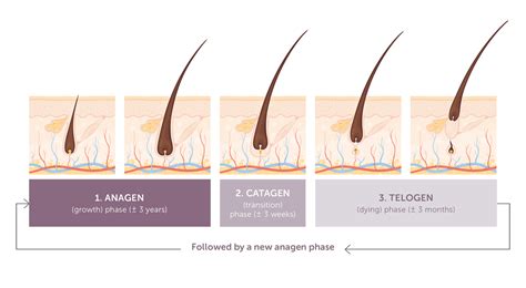 Hair growth rate is up to the nature of your body. 60 Top Images Armpit Hair Growth Stages : What Is Hair ...