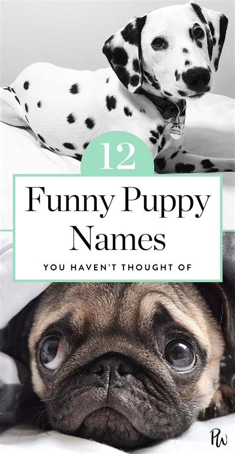 15 Funny Puppy Names You Havent Thought Of Funny Dog Names Puppy
